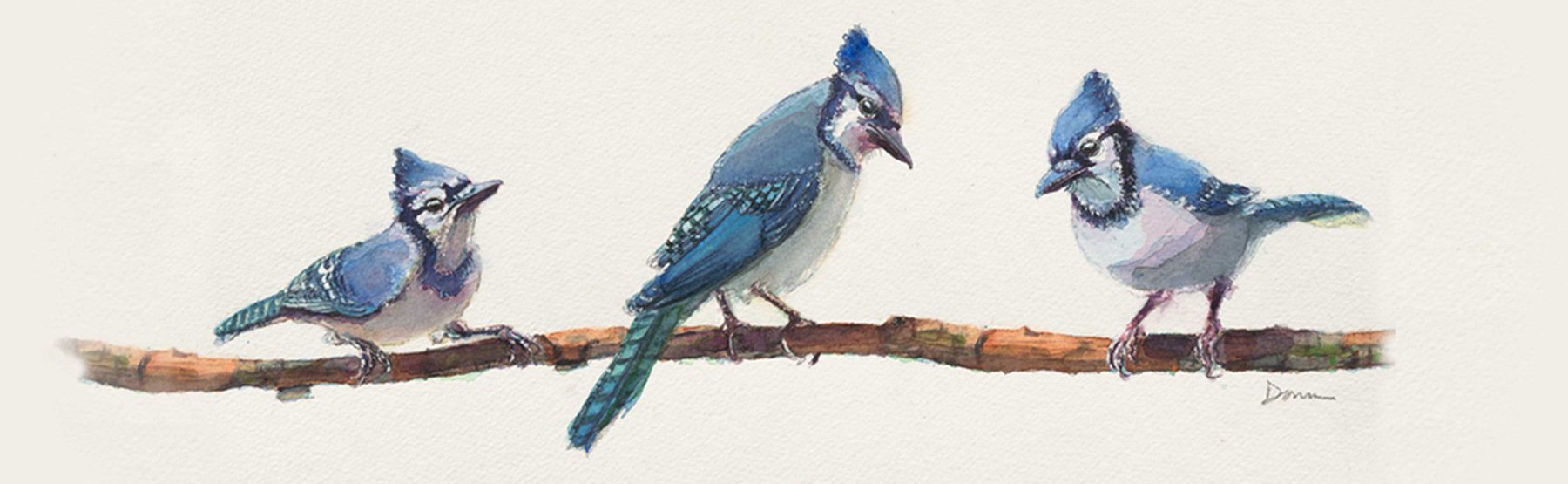 header-background-bluejay-crop